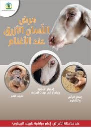 الكاف : ايام اعلامية وتحسيسية بعدد من المعتمديات للتعريف بمرض اللسان الازرق والامراض المنقولة بواسطة الحشرات