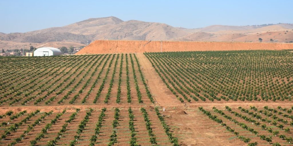 وزير الفلاحة يؤكد العمل على تعزيز الشفافية وحسن التصرف في العقارات الدولية الفلاحية