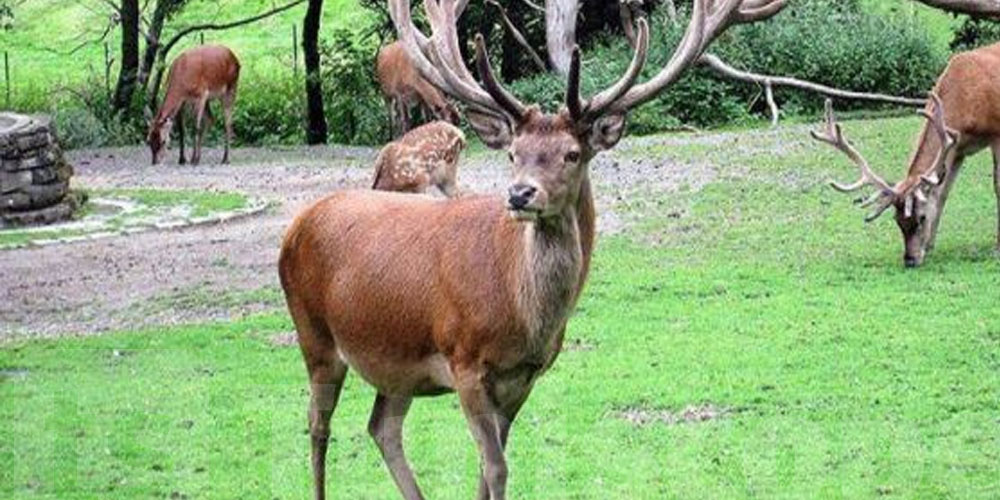 تنوع بيولوجي: رحلة أيل الأطلس من حافة الانقراض إلى غابات تونس