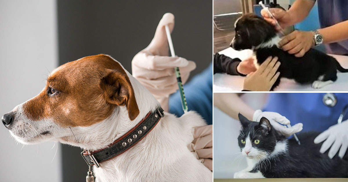 القصرين: استقرار الوضع الوبائي للأمراض الحيوانية وتسجيل 33 ألف تلقيح ضد داء الكلب