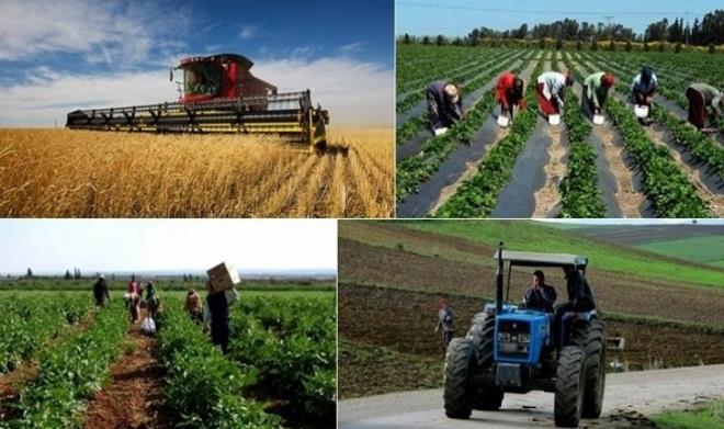 تونس تعمل على تعزيز البعد الاجتماعي للقطاع الفلاحي عبر حزمة اجراءات وتوصيات