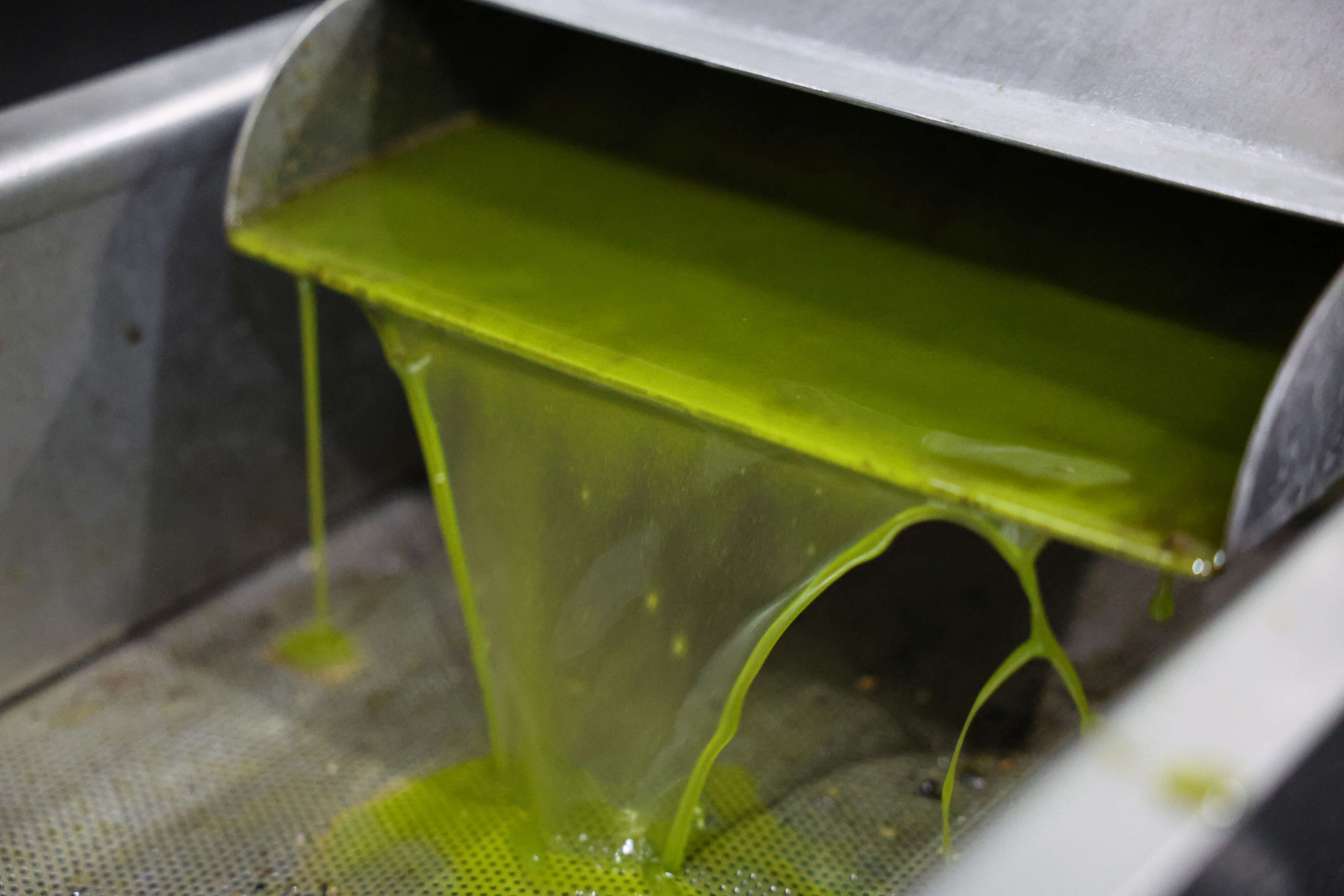 الديوان الوطني للزيت يدعو كافة المتدخلين في القطاع إلى تقديم طلباتهم لتخزين زيت الزيتون لدى الخواص