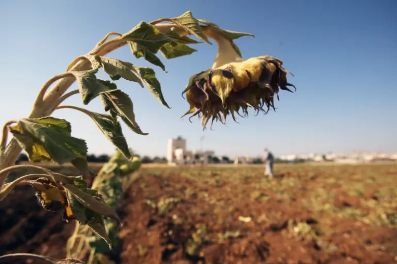 تاثير التغيرات المناخية على القطاع الفلاحي في تونس.
