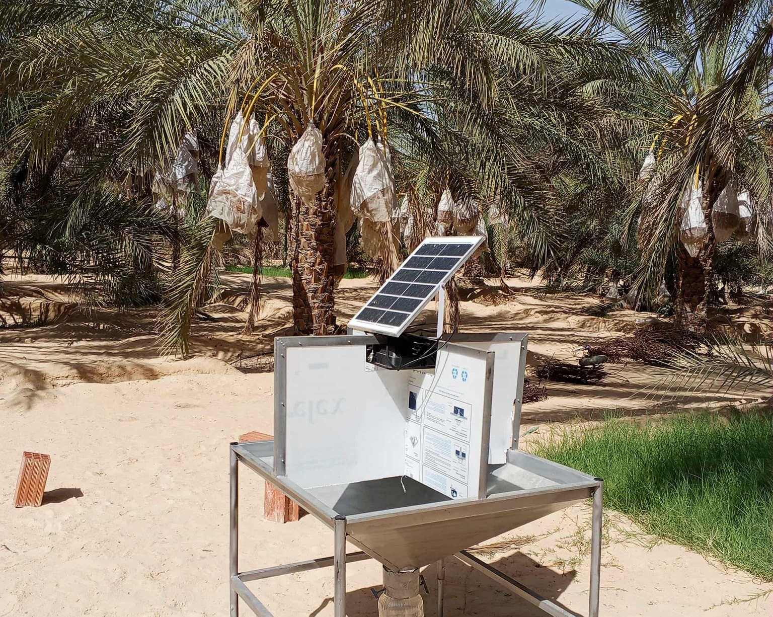 المركز الفني للتمور بقبلي : تواصل مراقبة الوضع الصحي للواحات لحمايتها من الامراض والافات