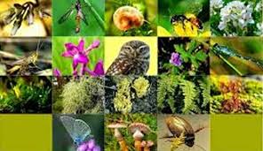 تونس : نحو إرساء مرجعية وطنية لتمويل التنوّع البيولوجي