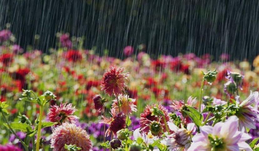 أمطار متفرقة  و الريح قوية و الحرارة في انخفاض