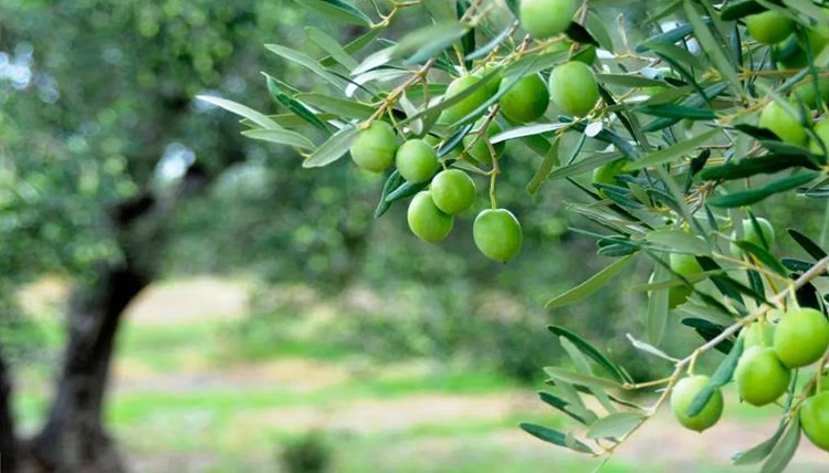 كيف نحافظ على الزياتين باعتبارها ثروة هامة و ركيزة من ركائز اقتصاد البلاد.