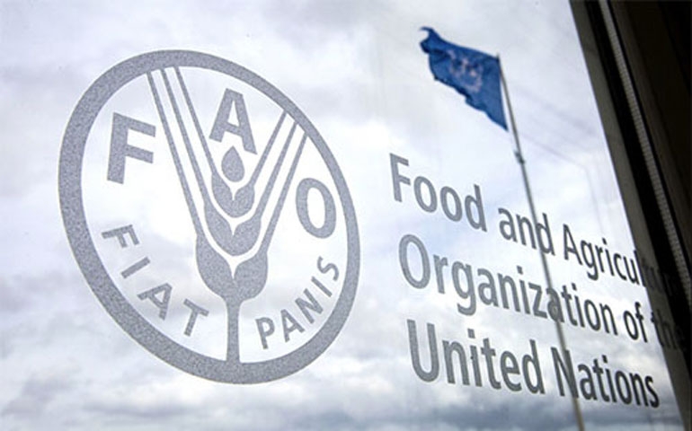 الفاو: 72 ألف عائلة في الضفة الغربية المحتلة بحاجة ماسة لمساعدات طارئة