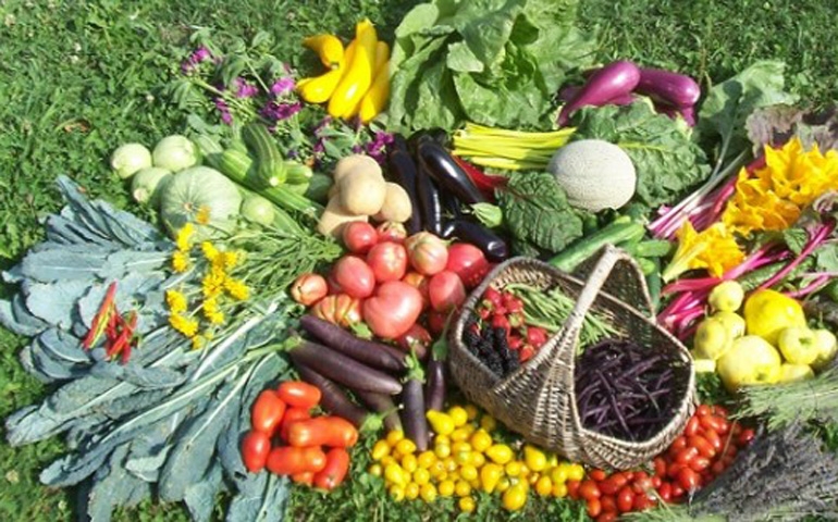 مديرة بوزارة الفلاحة : 800 مليون دينار عائدات صادرات الفلاحة البيولوجية