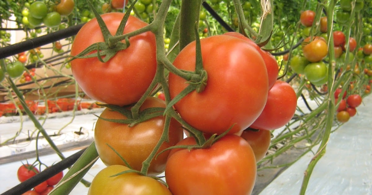 قابس: رئيس الاتحاد الجهوي للفلاحة يدعو الى التسريع ببعث محضنة مؤسسات فلاحية بالجهة