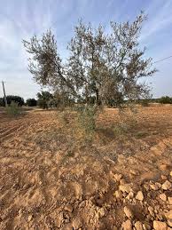 حوالي 40 بالمائة من المساحة المحترثة مخصصة للزياتين وتونس تساهم عالميا ب30 بالمائة من التمور