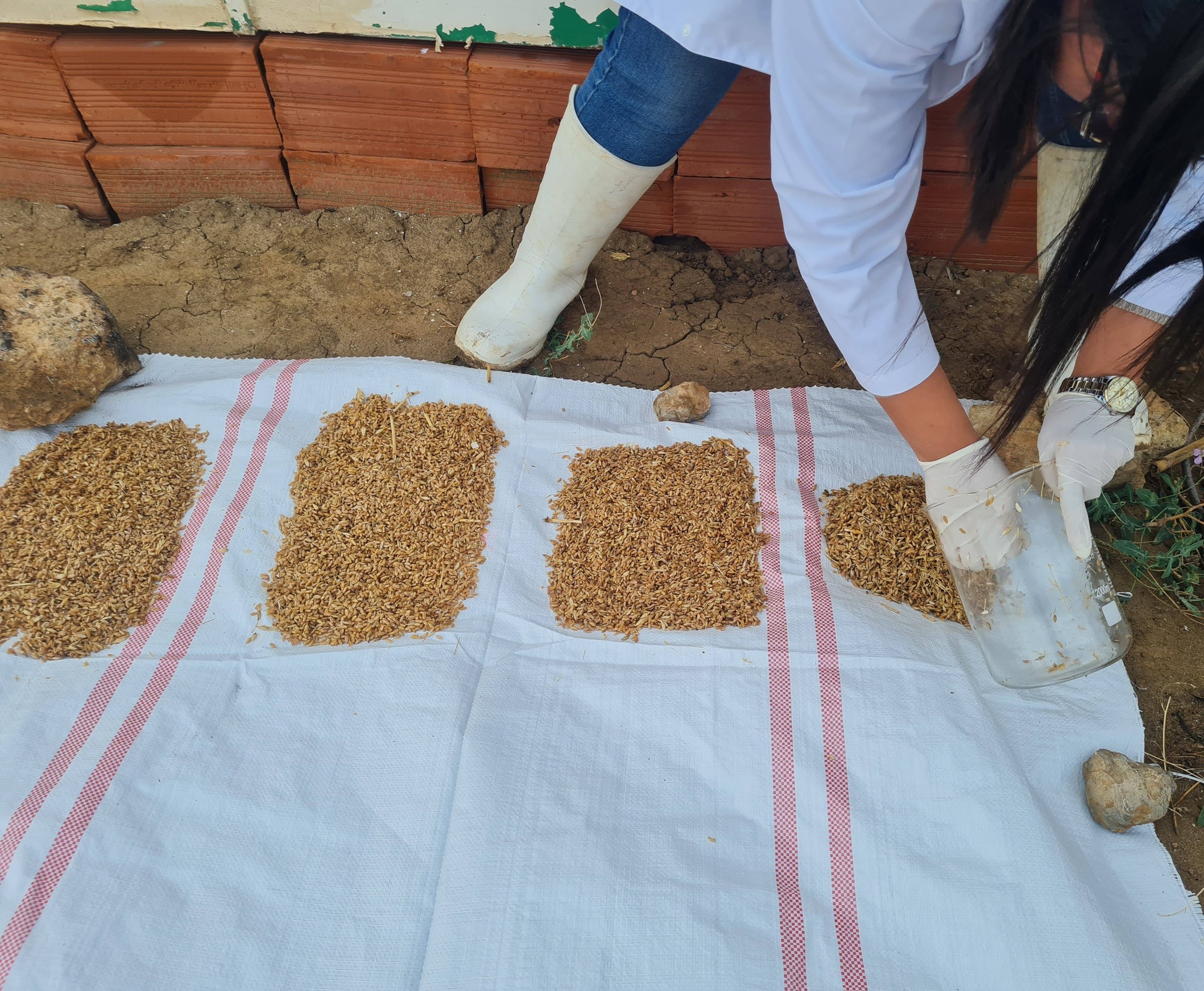 البنك الوطني للجينات يعلن  تركيز ثلاث مدارس حقلية بكل من ولايات سوسة  وصفاقس وبنزرت 