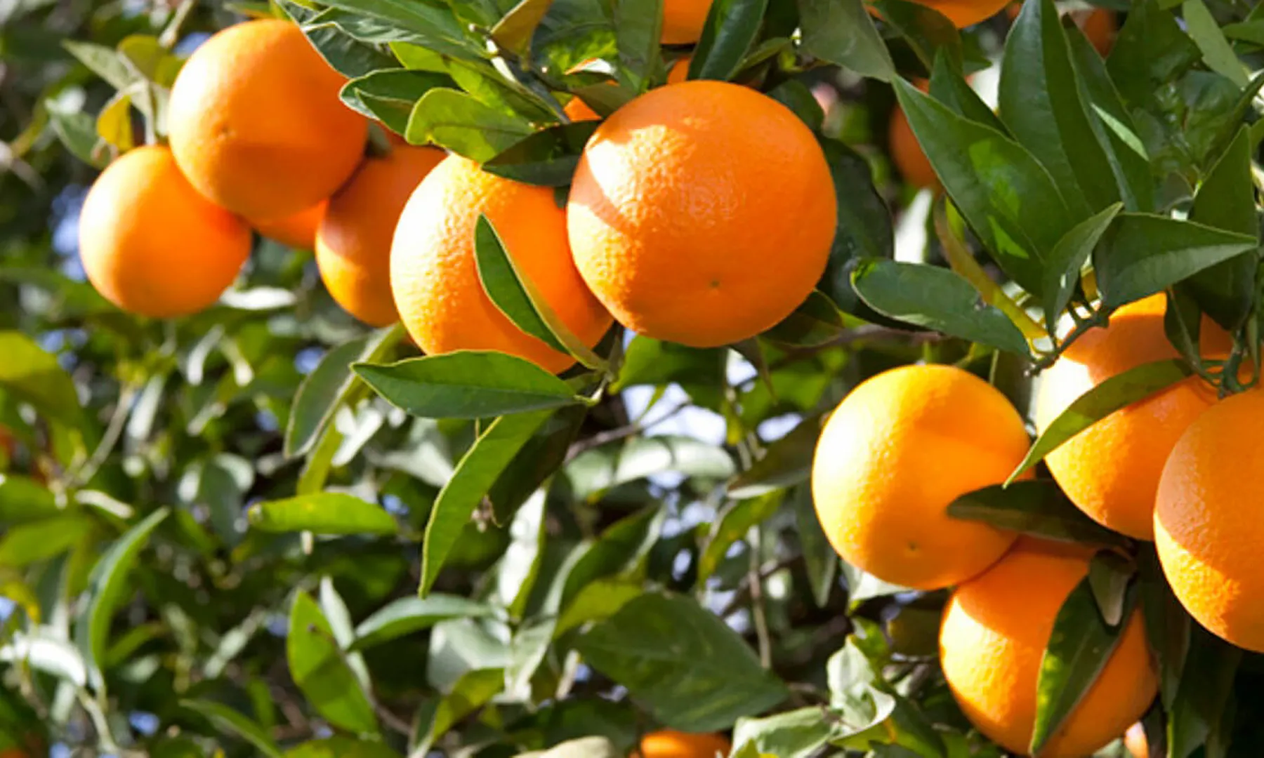 نابل: غدا انطلاق موسم تصدير البرتقال المالطي إلى السوق الفرنسية