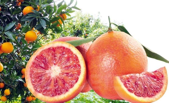 نابل:غدا انطلاق موسم تصدير البرتقال المالطي الى السوق الفرنسية.