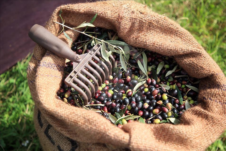 وزير التجارة: نسبة جني صابة الزيتون لم تبلغ سوى الربع من مجموع الصابة ويجب التسريع في نسق الجني.