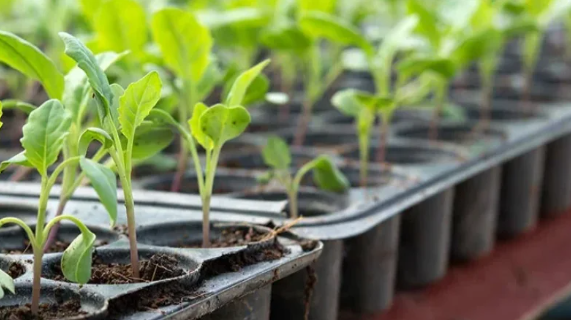 وزارة الفلاحة توصي الوافدين على تونس بالامتناع عن جلب النباتات والمنتجات النباتية