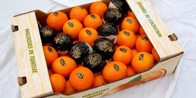 انطلاق موسم تصدير البرتقال المالطي الى السوق الفرنسية بشحنة اولى بـــ200 طن نحو ميناء مرسيليا