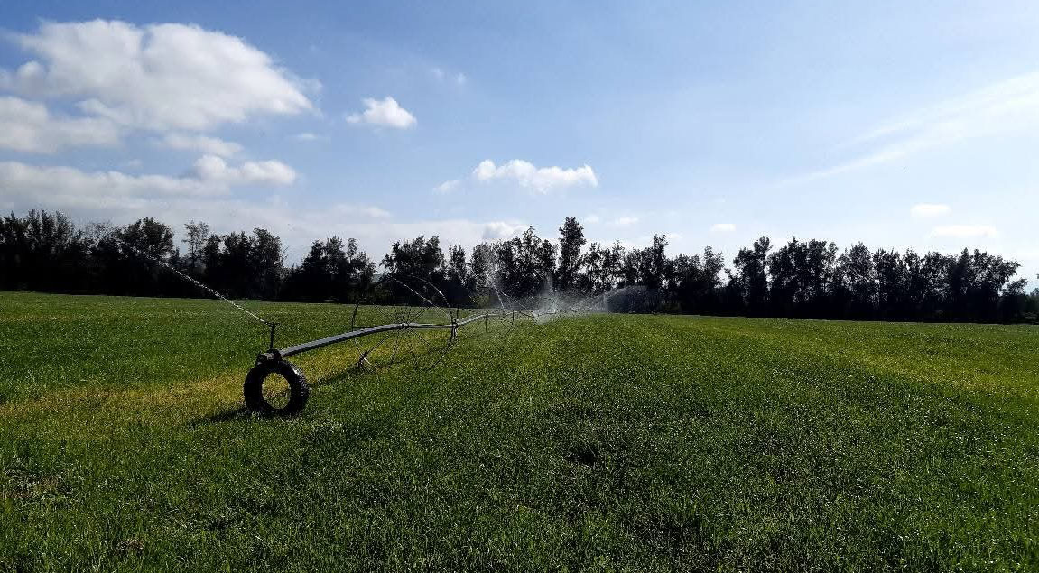 اتحاد الفلاحة بالقصرين: الأمطار الأخيرة تعزّز الإنبات وتبشّر بموسم فلاحي واعد