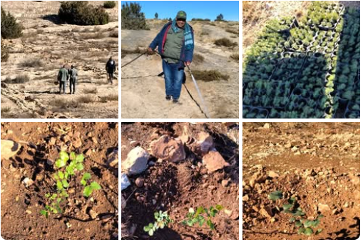 القصرين: حملة تشجير نموذجية بغابة سدّ البرك بالعيون في إطار شراكة بين الصيادين والإدارة العامة للغابات