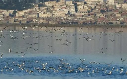 جمعية "أصدقاء الطيور" تنطلق في الإحصاء الدولي للطيور المائية في تونس