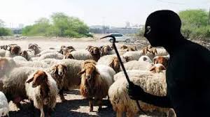 المهدية: تواتر حالات سرقة الأغنام بمعتمدية شربان.