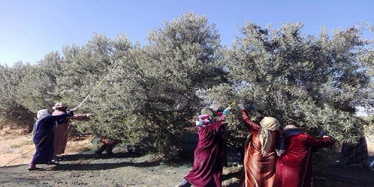 قابس : تقدم موسم جني الزيتون بنسبة 56 بالمائة