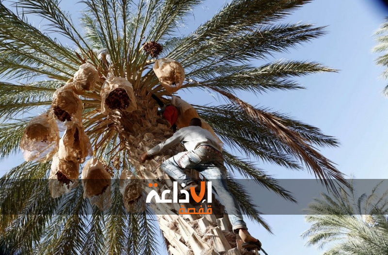 قبلي : الانطلاق في عمليات تنظيف المستغلات الفلاحية  استعدادا لموسم التمور القادم