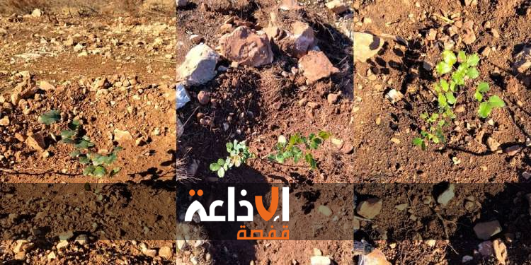 القصرين : الإنتهاء من حملة التشجير بغابة سد البرك بمعتمدية العيون و دائرة الغابات تتعهد بتوفير حراس بالمنطقة 