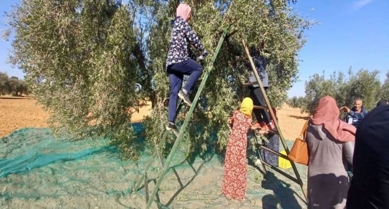 زغوان: تقدم موسم جني وتحويل الزيتون بنسبة 80 بالمائة وتوفير حوالي 550 ألف يوم عمل