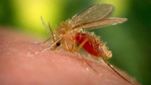 عدد الإصابات بمرض اللشمانيا في ولاية القيروان يتجاوز الـ100 إصابة بعضهم تم ايواؤه بالمستشفى