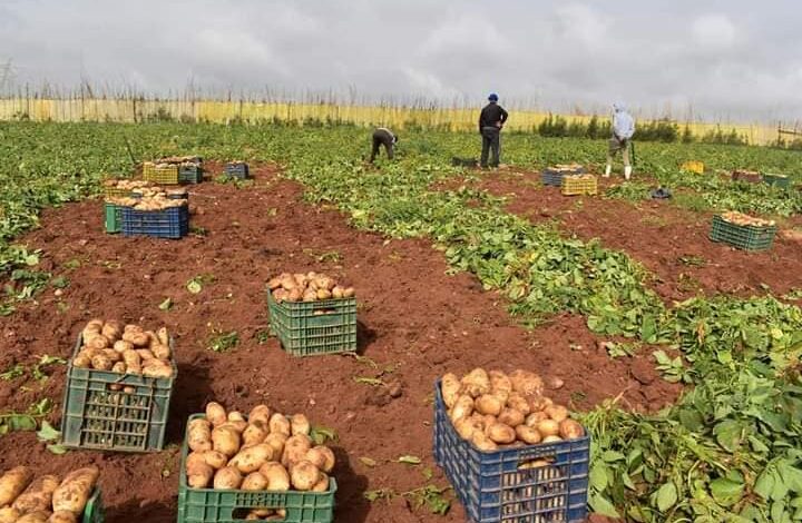 قفصة: تقديرات بإنتاج 13.5 ألف طنّ من البطاطا الآخر الفصلية خلال الموسم الحالي