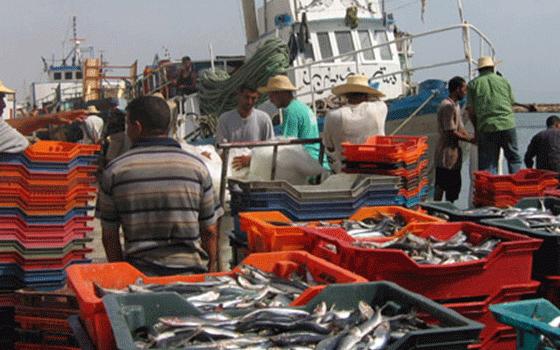 المرصد الوطني للفلاحة : تقلص فائض الميزان التجاري لمنتوجات الصيد البحري موفى نوفمبر 2025