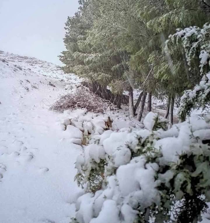 تساقط الثلوج يزيد من خصوبة التربة و ييرفع مخزون المائدة المائية