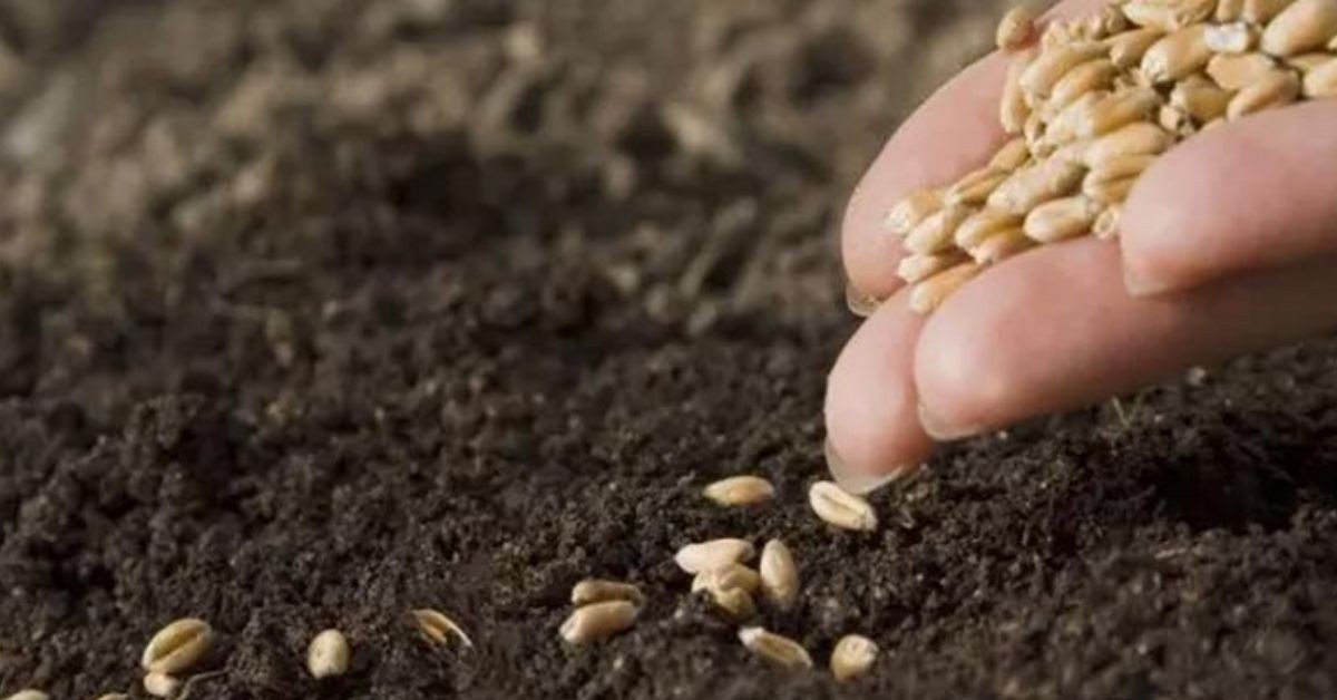 نابل: تقدّم موسم البذر للزراعات الكبرى بنسبة 97 بالمائة