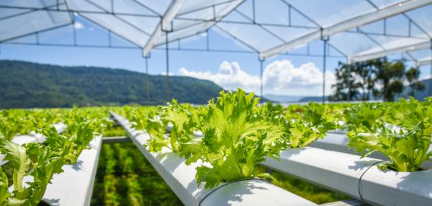  ملتقى جهوي بصفاقس حول الزراعة خارج التربة 