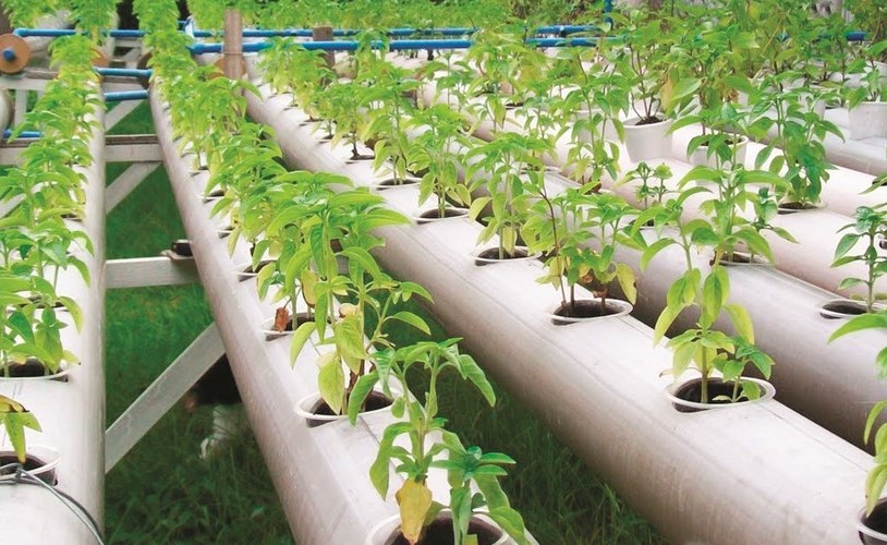 صفاقس : 29 جانفي  الملتقى الجهوي لعمادة المهندسين حول "الزراعة خارج التربة"