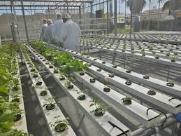 ملتقى جهوي بصفاقس حول الزراعة خارج التربة