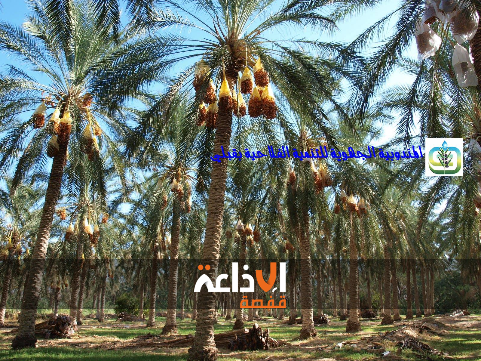 المندوبية الجهوية للتنمية الفلاحية بولاية قبلي تواصل  تنفيذ برنامجها السنوي بهدف صيانة النشعيات وتصريف مياه الصرف الفلاحي