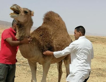 قبلي: تلقيح أكثر من 324 ألف رأس من المجترات الصغرى واستقرار الوضع الصحي للماشية