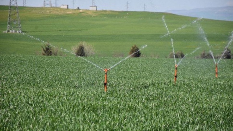 قفصة: توسّع مساحات الزراعات الكبرى المروية بـ300 هكتار مقارنة بالموسم الفلاحي المنقضي