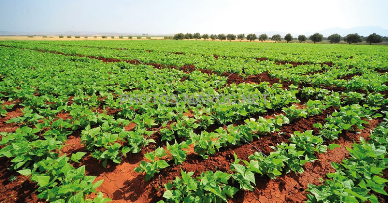 وزير الفلاحة: نتائج المواسم الفلاحيّة الحاليّة تُعدّ طيّبة على مختلف الأصعدة