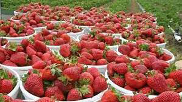 نابل: توقعات بتراجع إنتاج الفراولة بين 10 و15 بالمائة
