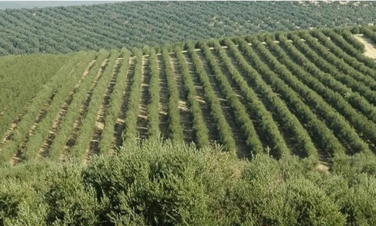 مشروع "TANIT": وزير البيئة يؤكد أن المياه المُعالجة ستُخصص لري أشجار الزياتين والأعلاف