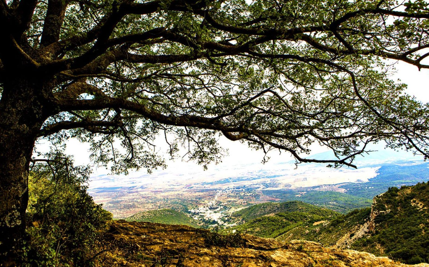 تونس تطلق رسميا مشروع "الحزام الأخضر" لمقاومة تدهور الأراضي وتعزيز القدرة على مواجهة تغيّر المناخ