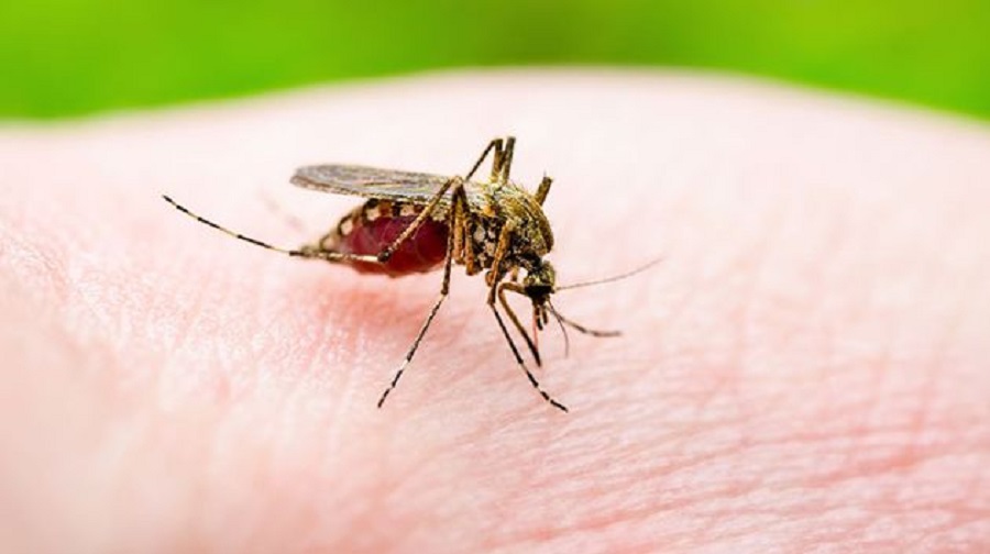 تونس تُسجّل ما يزيد عن 3500 إصابة بمرض 'اللّيشمانيا' كل عام