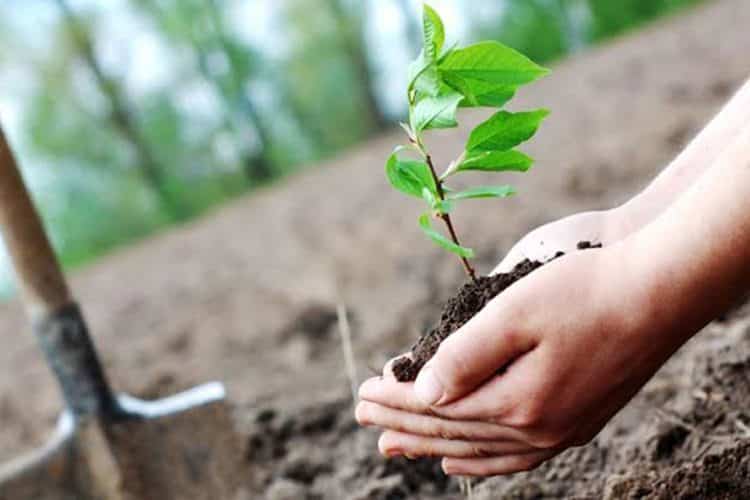 قبلي: انطلاق حملة تشجير بالشريط الغابي ضمن برنامج وطني لمقاومة التصحر والتغيرات المناخية