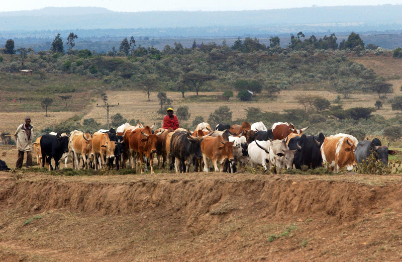 منظمة الأمم المتحدة تعلن 2026 السنة الدولية للمراعي ورعاة الماشية