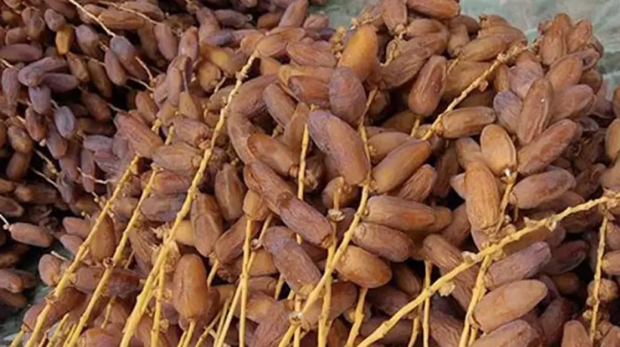 باجة: تركيز أوّل خيمة لبيع التمور من المنتج الى المستهلك 