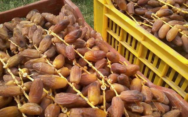 بمناسبة رمضان 2026..مجمع التمور يشرع في ترويج التمور على ودادايات وتعاونيات المؤسسات العمومية والمساحات التجارية باسعار اقصاها 6.5 دنانير للكلغ