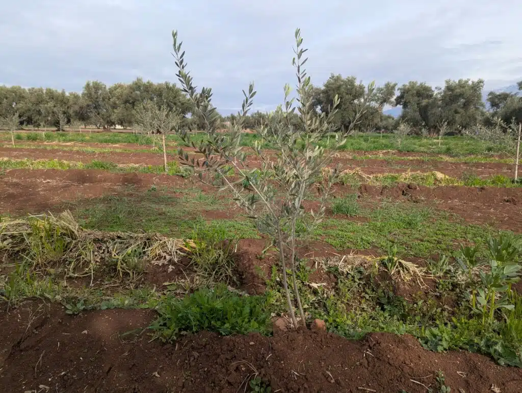 Pluies récentes : une saison agricole prometteuse malgré les dégâts